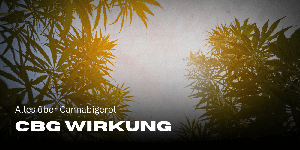 CBG effects: All about cannabigerol
