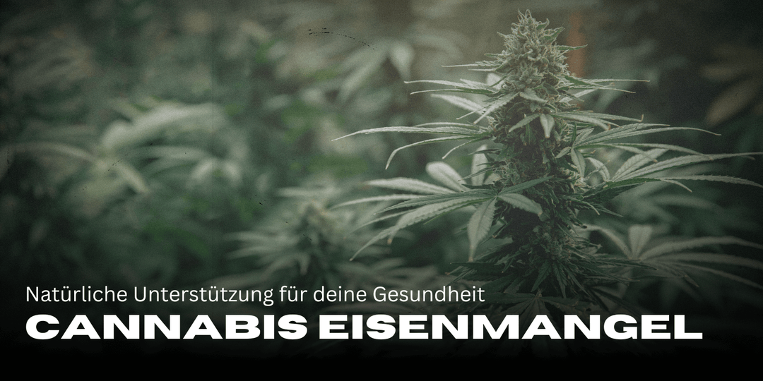 cannabis iron deficiency