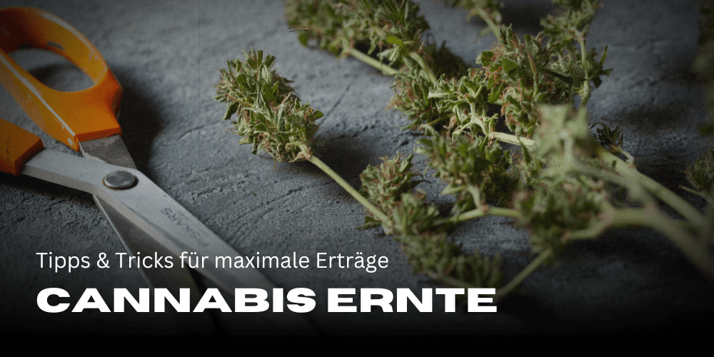 Cosecha perfecta de cannabis: consejos y trucos para obtener el máximo rendimiento