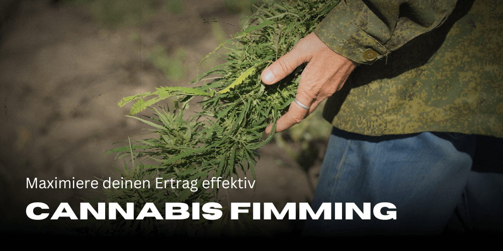 Cannabis fimming: maximize your yield effectively