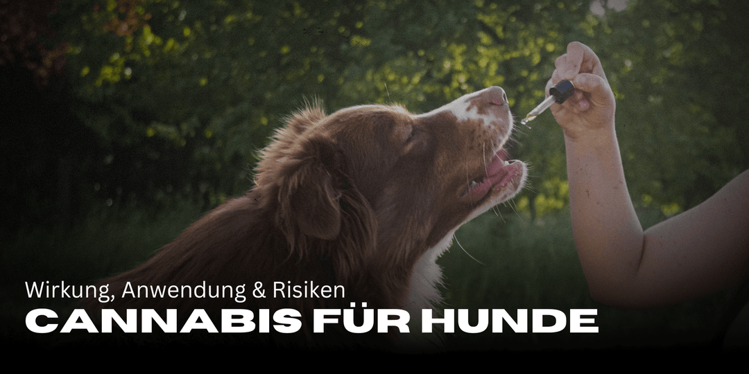 Cannabis para perros: efectos, uso y riesgos 🌿🐶