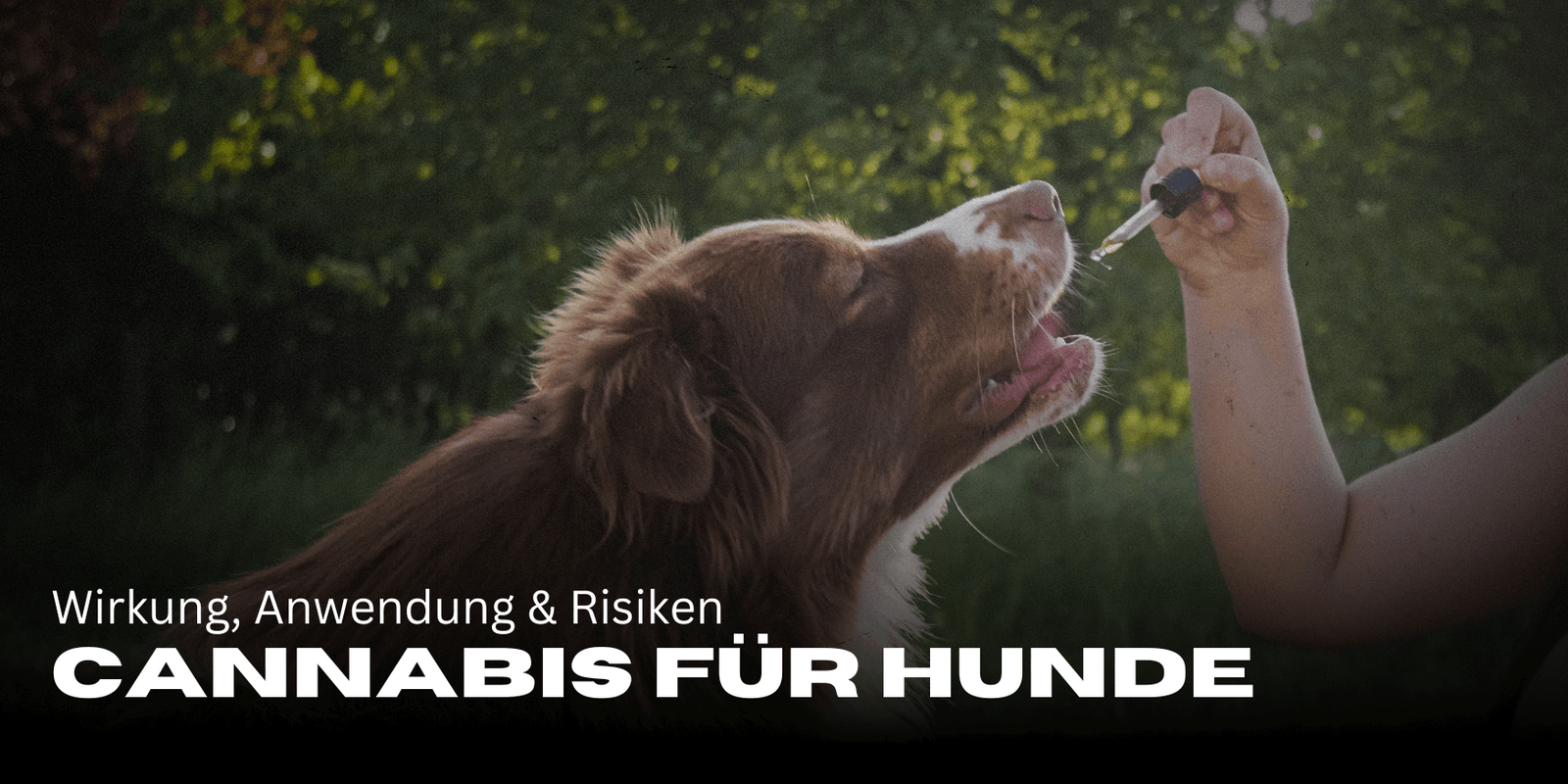 Cannabis für Hunde