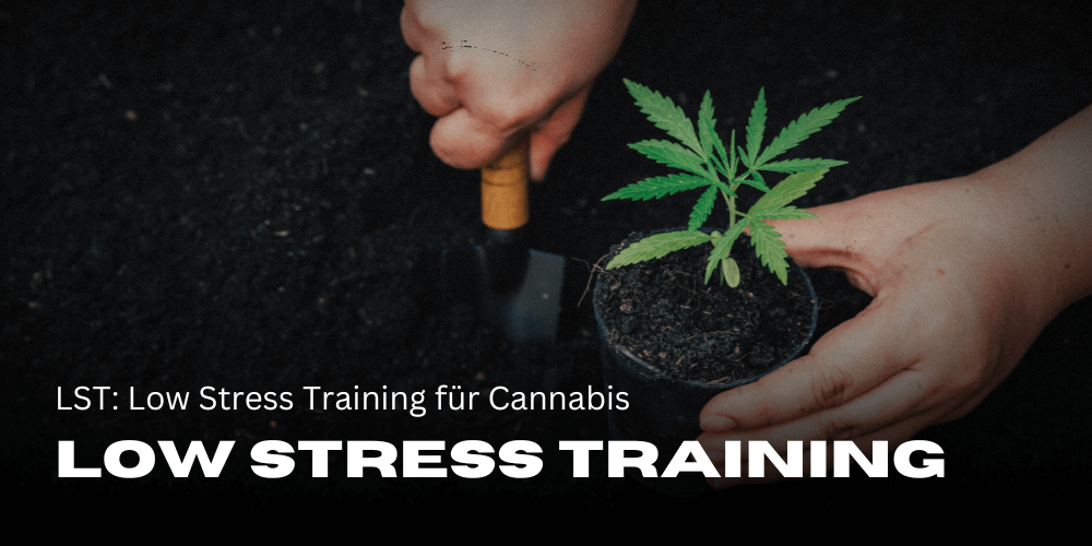 LST: Entrenamiento de bajo estrés para el cannabis