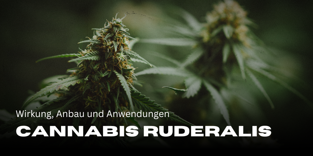 Cannabis Ruderalis: effects, cultivation and applications