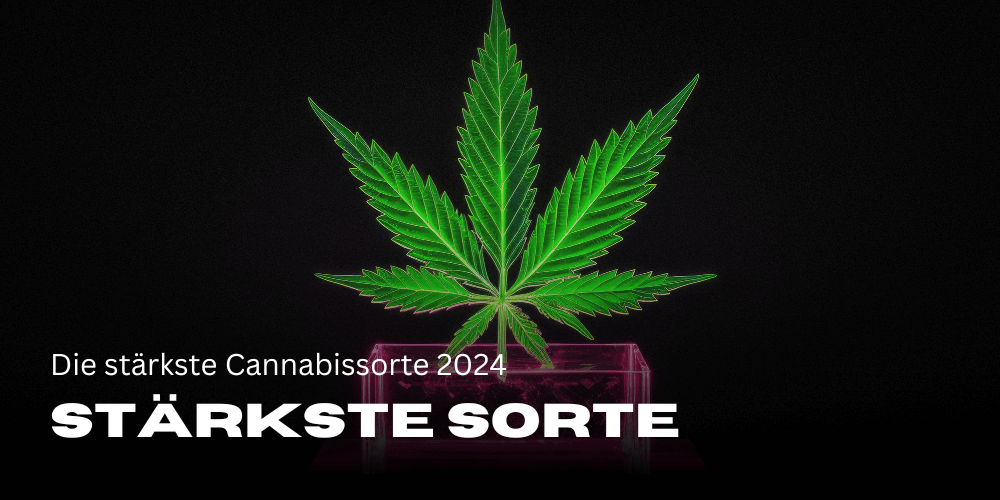 La variedad de cannabis más fuerte en 2024