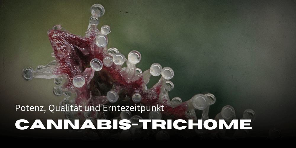 Cannabis trichomes: potency, quality and harvest time