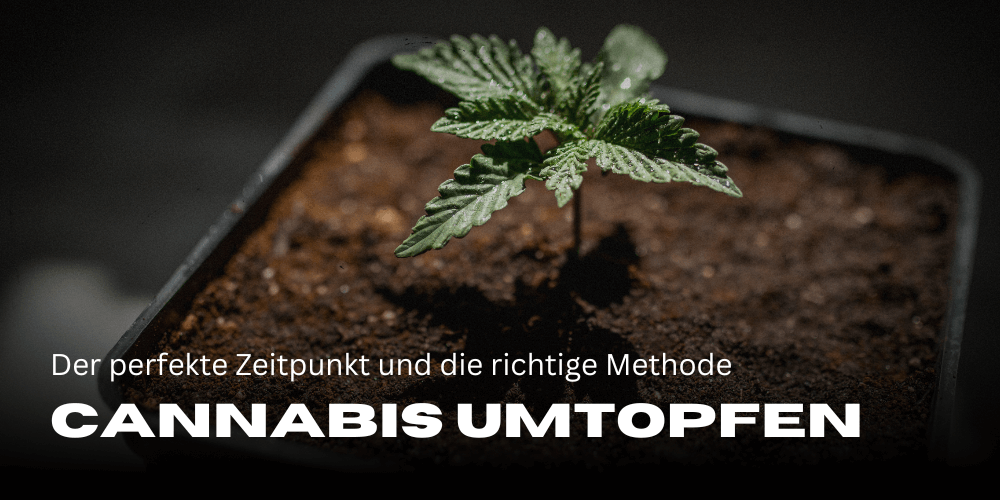 Repotting cannabis: the perfect time and the right method