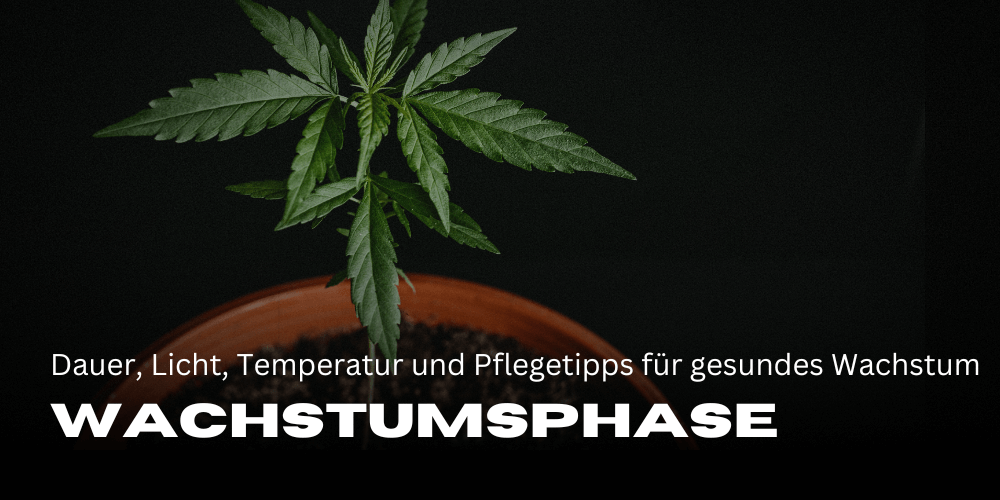 The cannabis growth phase: duration, light, temperature and care tips for healthy growth