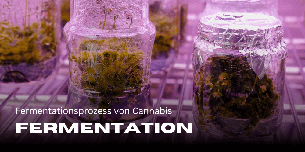 Fermentation of cannabis