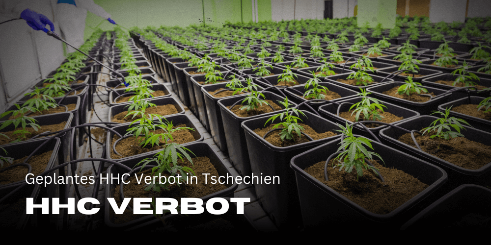 Geplantes HHC Verbot Tschechien