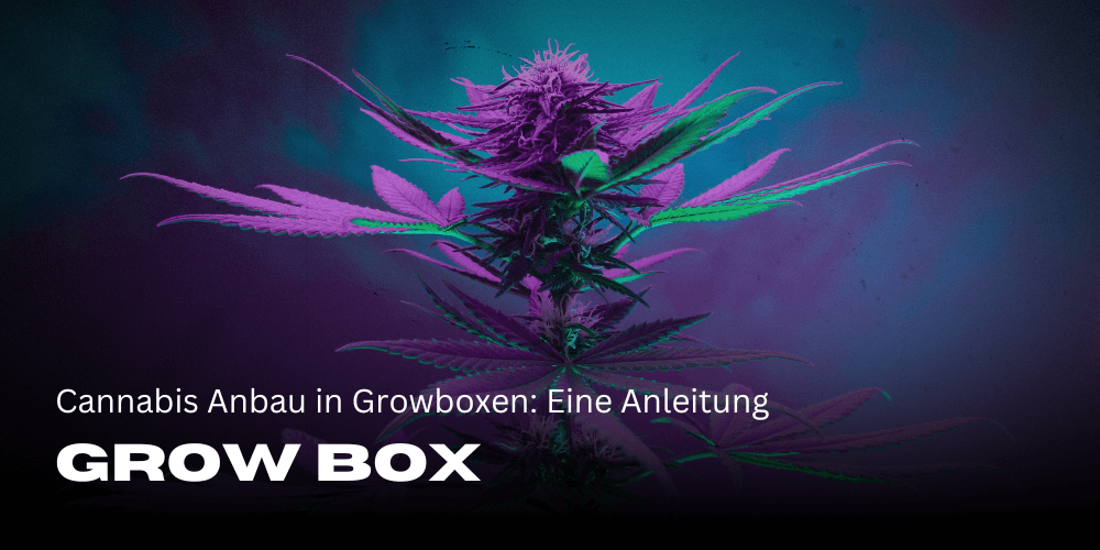 Cultivo de cannabis en cajas de cultivo: guía