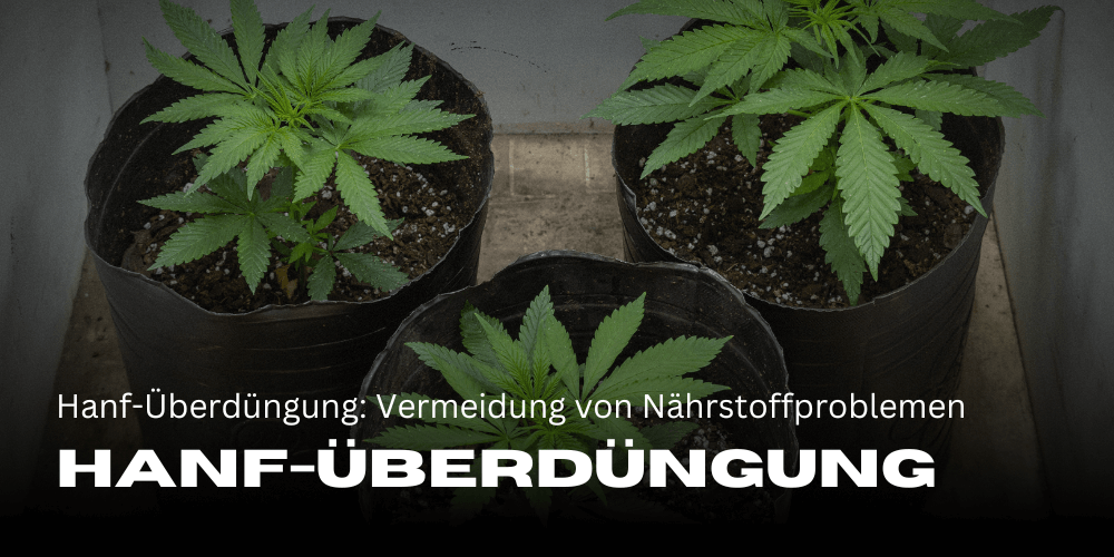 Reconocer la sobrefertilización del cáñamo: Estrategias eficaces para evitar problemas de nutrientes