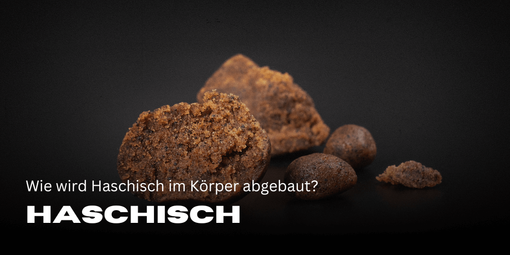 How is hashish broken down in the body?