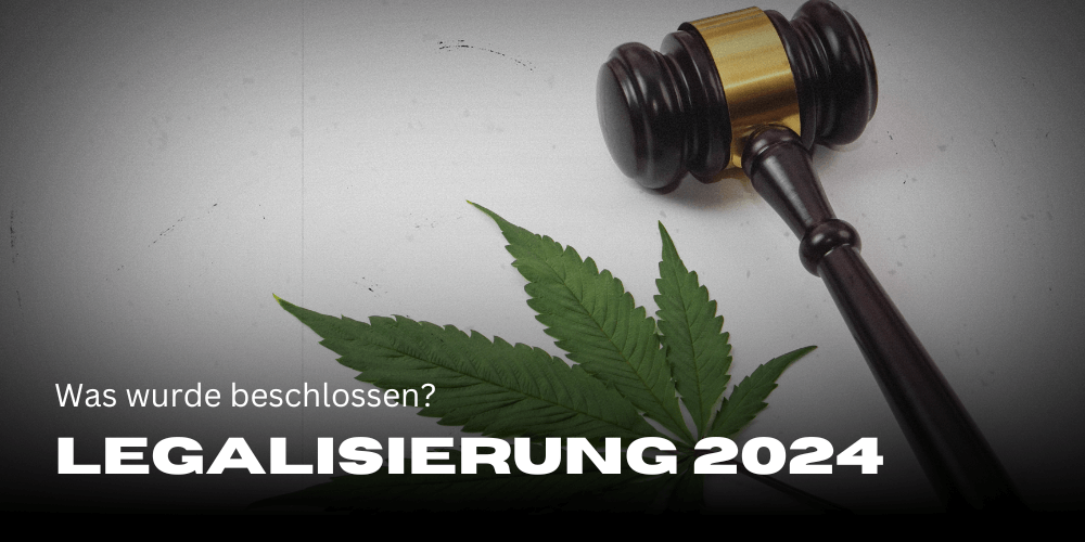 Cannabis legalization 2024: what was decided on 23.2?