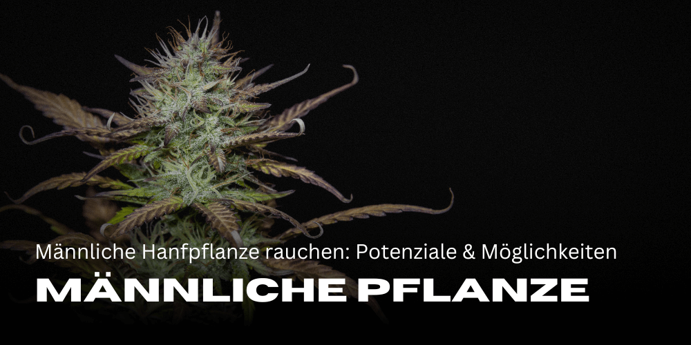 Fumar la planta de cáñamo macho: potencial y posibles usos