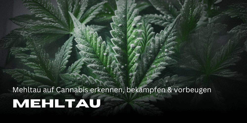 Reconocer, combatir y prevenir el mildiu en el cannabis