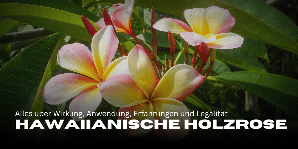 Hawaiianische Holzrose: Alles über Wirkung, Anwendung, Erfahrungen und Legalität