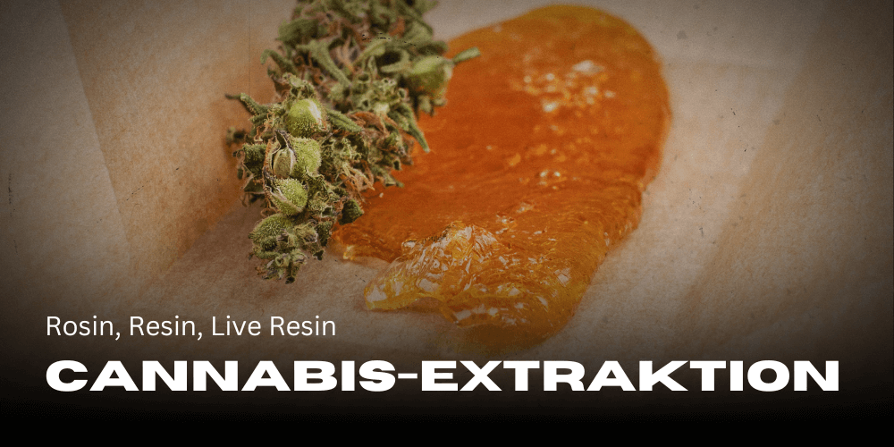 Cannabis extraction: Rosin, Resin, Live Resin