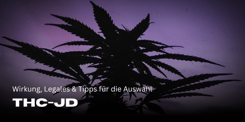 THC JD: effects, Legals and tips for choosing
