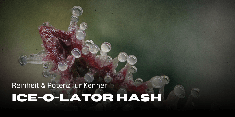 Ice-O-Lator Hash: Purity & potency for connoisseurs