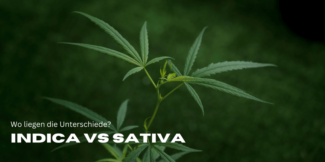 Indica vs. sativa - which is better? The big cannabis check!