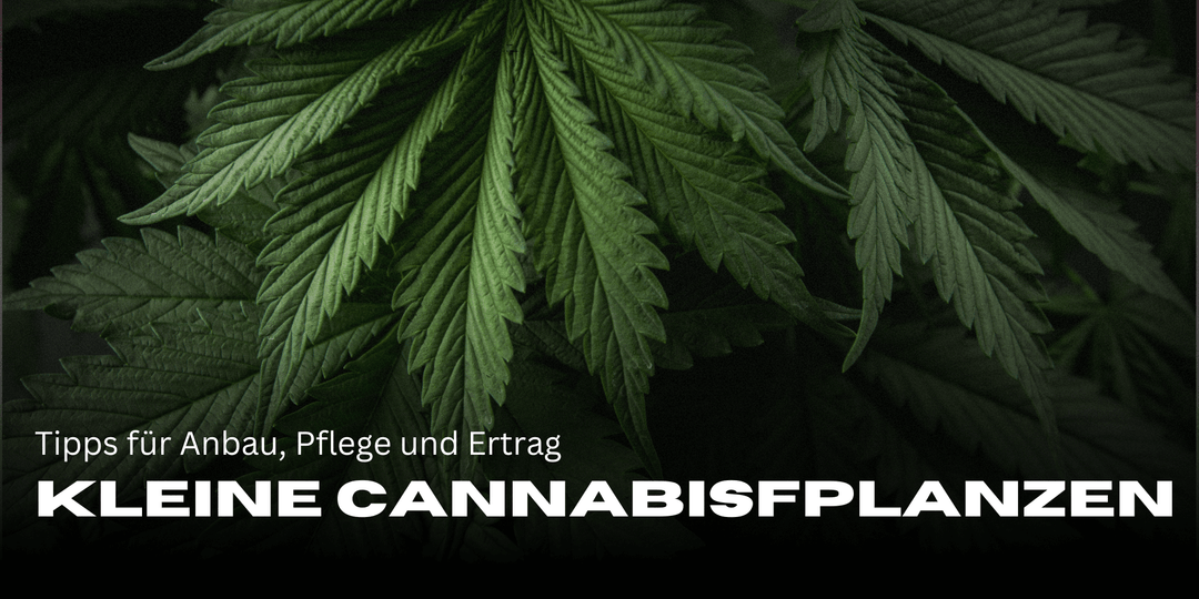 Kleine Cannabispflanzen: Tipps für Anbau, Pflege und Ertrag