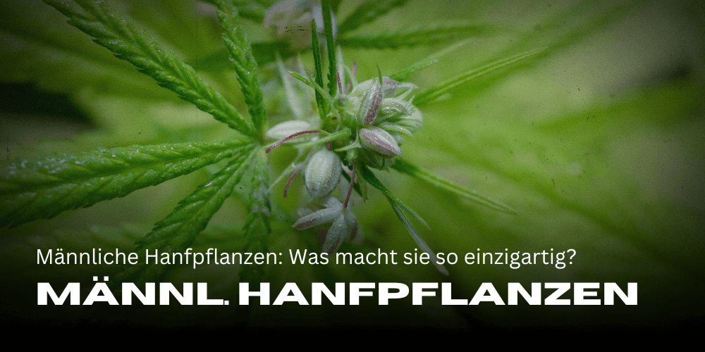 Männliche Hanfpflanzen: Was macht sie so einzigartig?