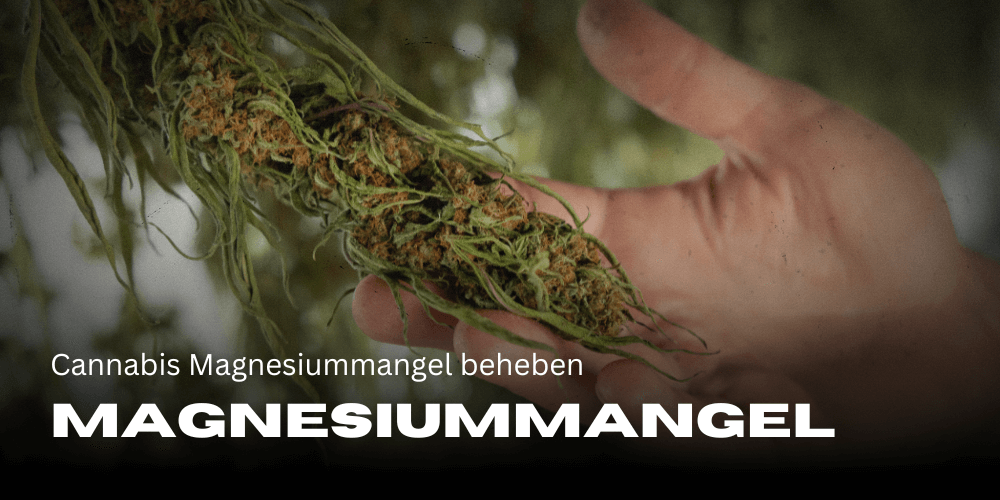 Cannabis to remedy magnesium deficiency