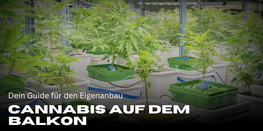 Growing cannabis on the balcony - Your guide to home cultivation