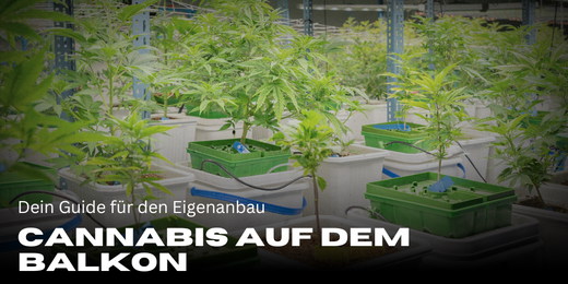 Cannabis auf dem Balkon anbauen – Dein Guide für den Eigenanbau