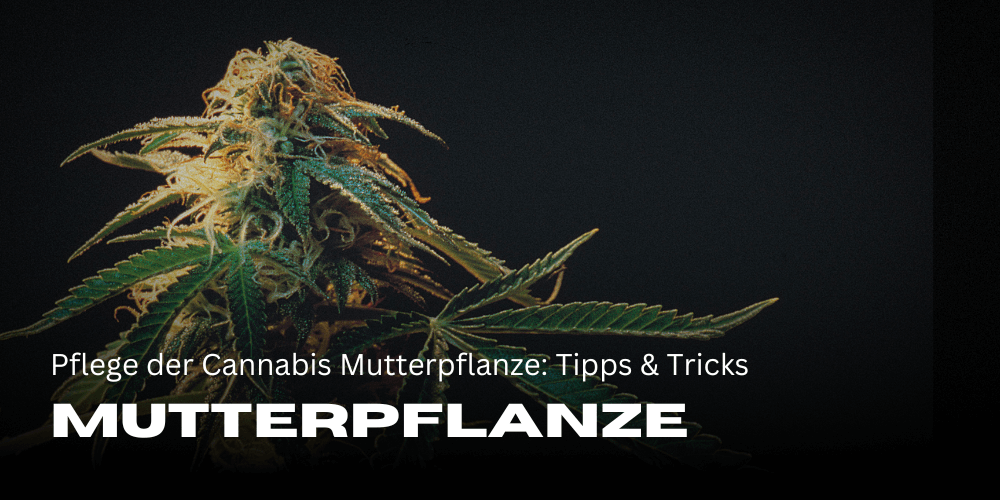 Pflege der Cannabis Mutterpflanze: Tipps & Tricks