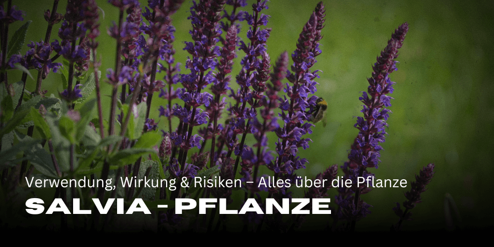 Salvia: Verwendung, Wirkung und Risiken – Alles über die vielseitige Pflanzengattung