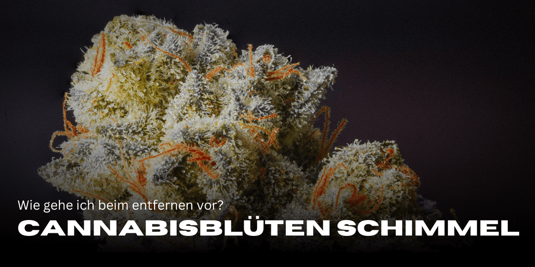 Removing cannabis flower mold: how to proceed ✅