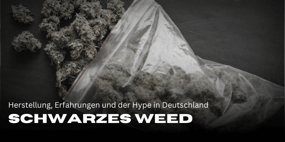 Hierba negra: producción, experiencias y el bombo en Alemania