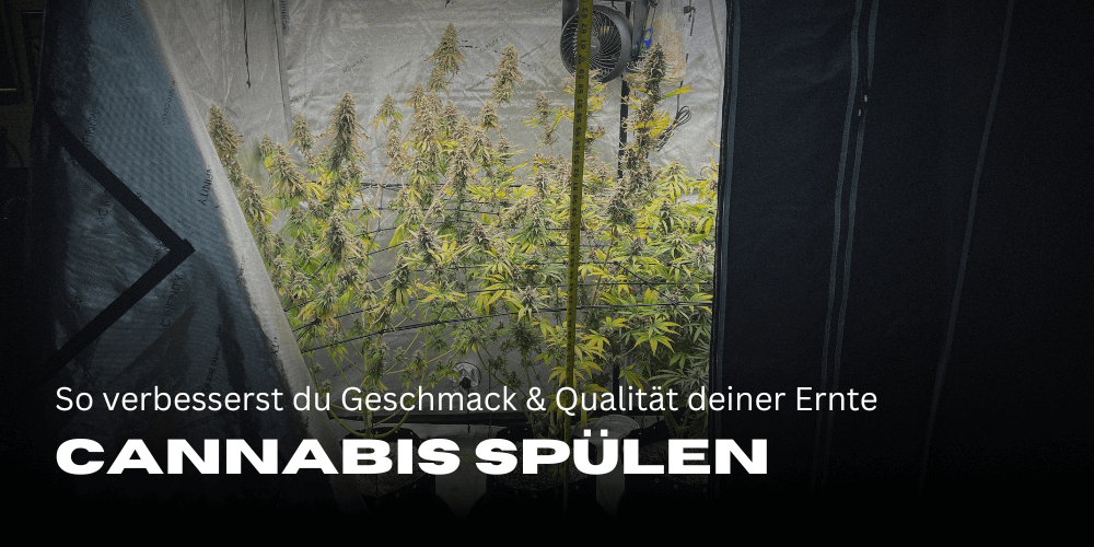 Cannabis Spülen: So verbesserst du Geschmack und Qualität deiner Ernte