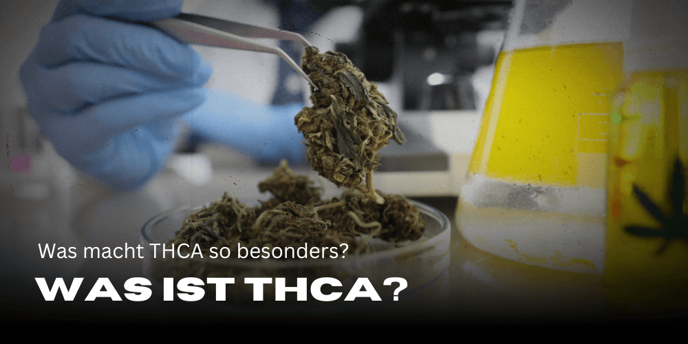 What is THCA and what makes it so special?