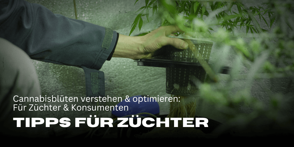 Comprender y optimizar las flores de cannabis: Consejos para cultivadores y consumidores
