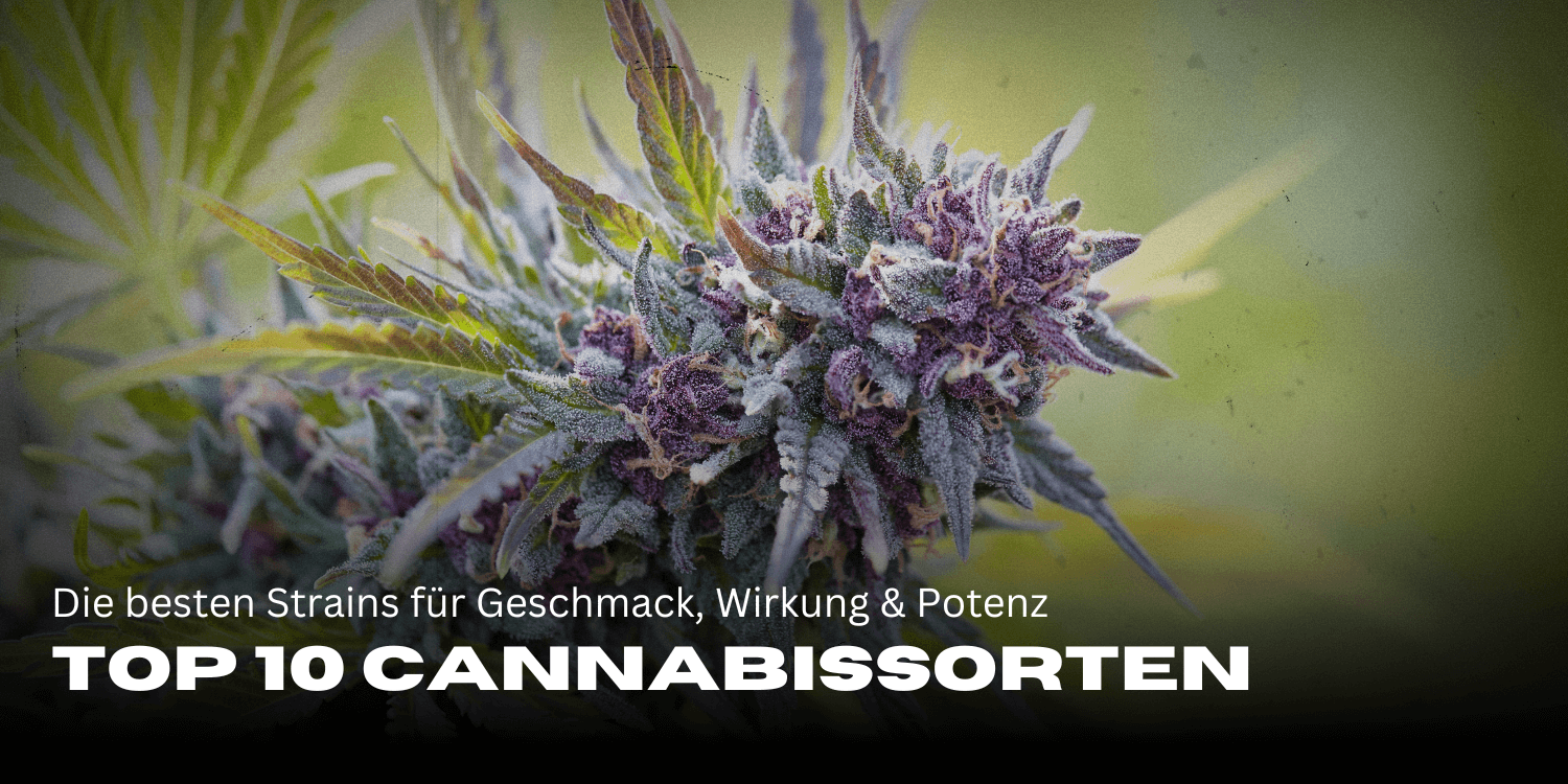 Top 10 Cannabissorten: Die besten Strains für Geschmack, Wirkung & Potenz