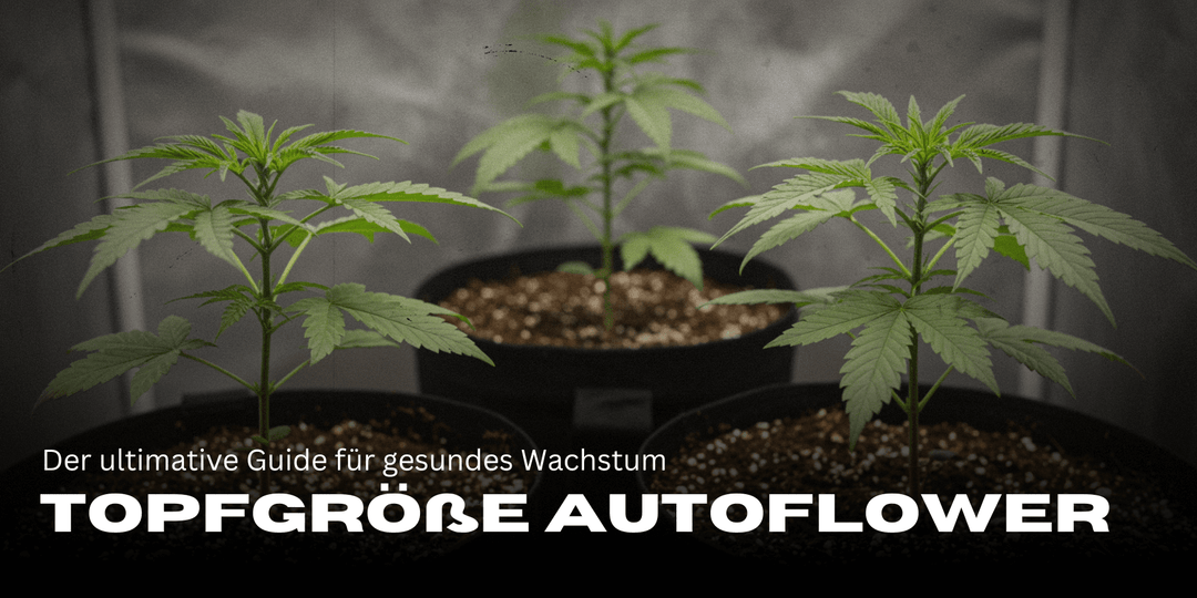 Pot size for autoflowers: the ideal pot size for fast growth