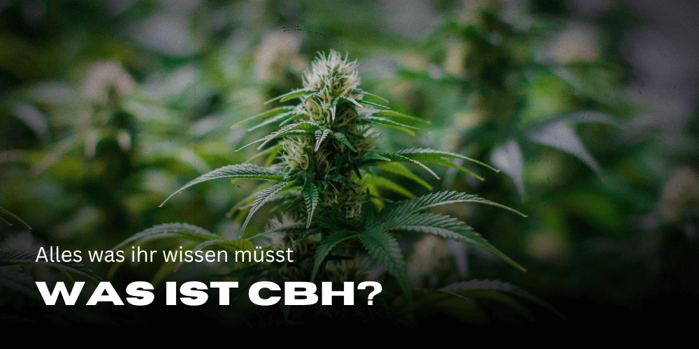 What is CBH?