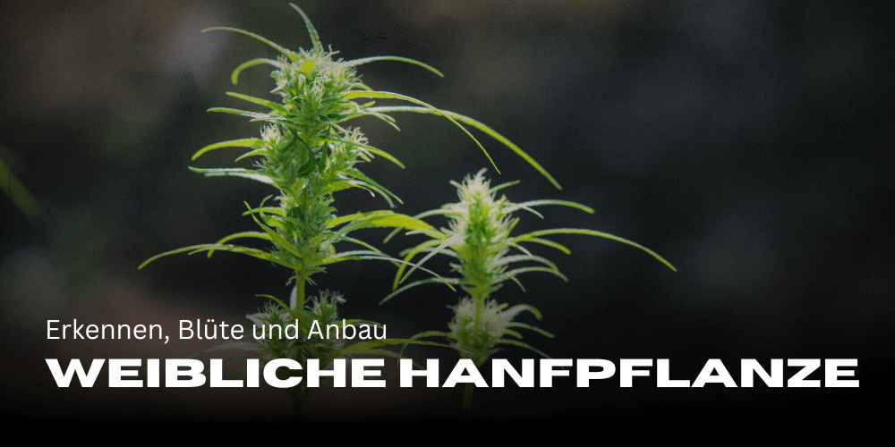 Female hemp plant: recognition, flowering and cultivation