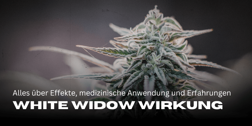White Widow effects: All about effects, medical use and experiences