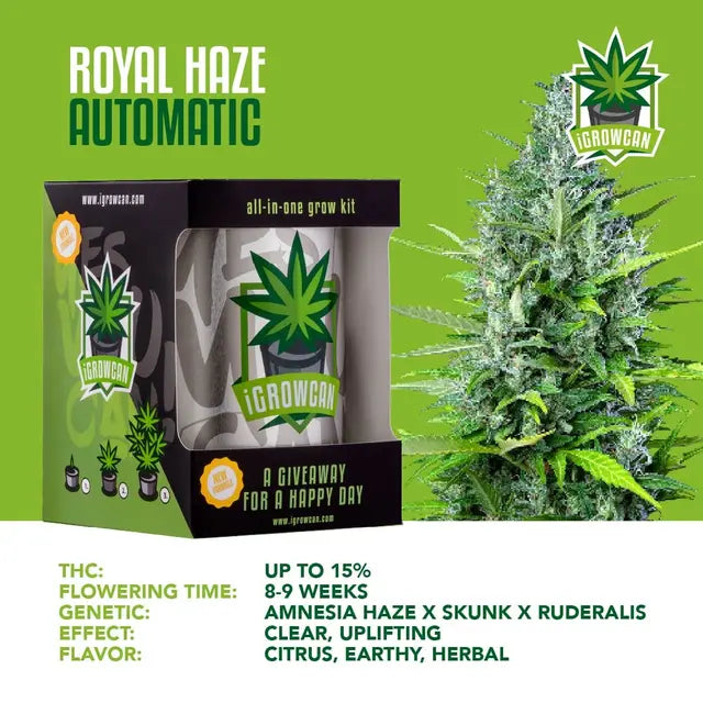 Kit de cultivo todo en uno: Royal Haze Auto (iGrowCan)