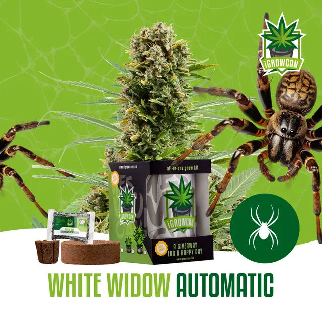 White Widow Automatic