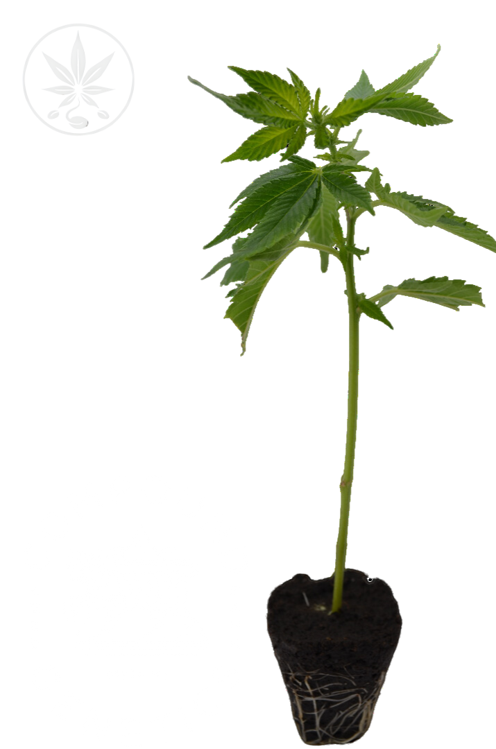 Premium cannabis cuttings Mimosa Orange Punch