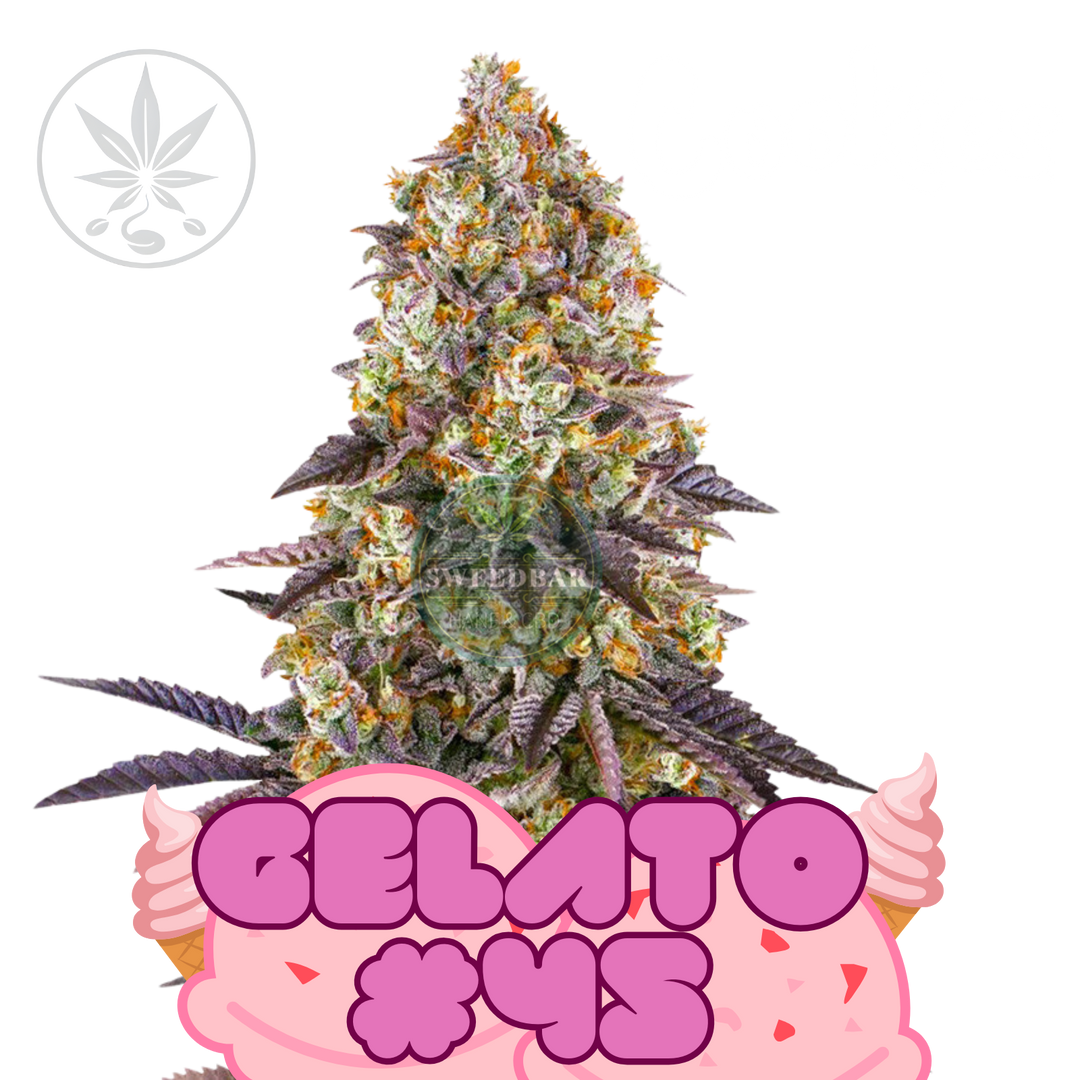 Esquejes de cannabis Premium Gelato #45