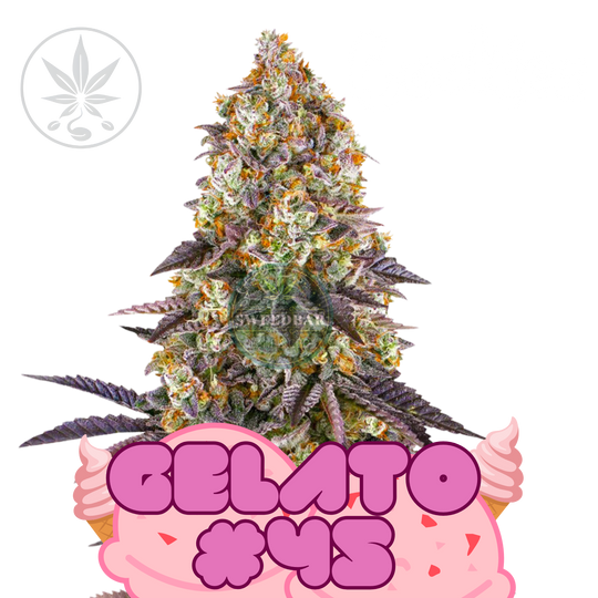 Esquejes de cannabis Premium Gelato #45