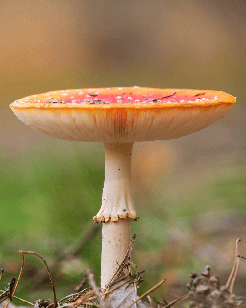 Fliegenpilz im Wald