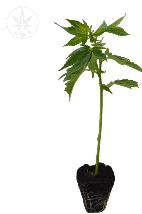 Premium cannabis cuttings Mimosa Orange Punch