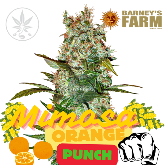 Esquejes de cannabis de primera calidad Mimosa Orange Punch